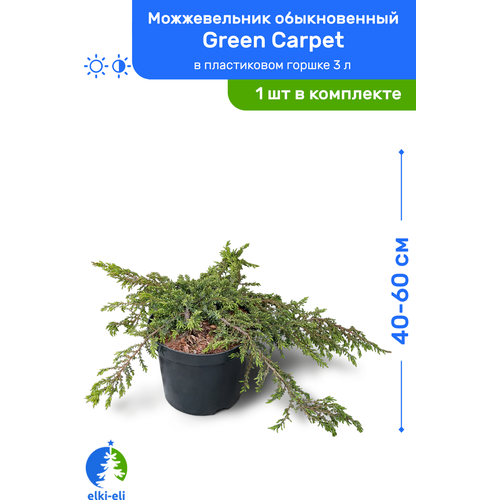   Green Carpet ( ) 40-60     3 , ,    2750