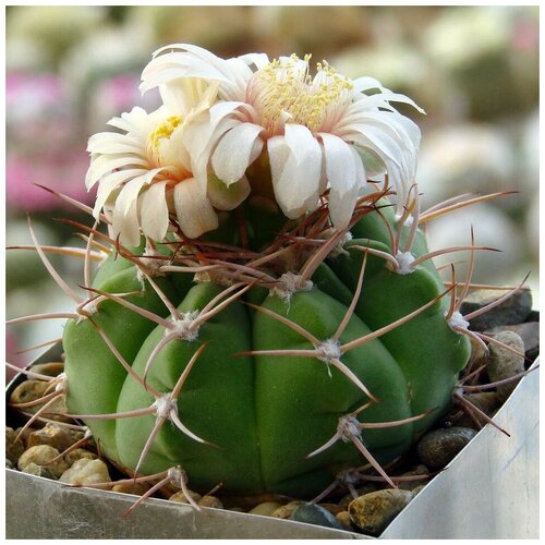     Gymnocalycium nigriareolatum GN-927/3046 10 . 350