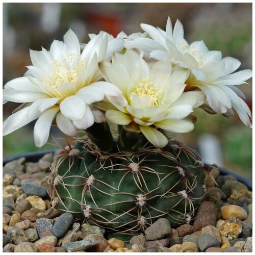     Gymnocalycium amerhauseri v. altagraciense GN-1054 10 . 350