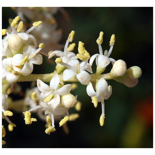   -   (. Ligustrum lucidum)  25 390