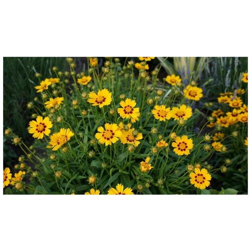   (. Coreopsis lanceolata)  50 300