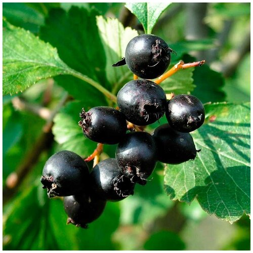   - (. Crataegus douglasii)  30 360