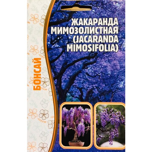    (Jacaranda mimosifolia) (5 ) 240
