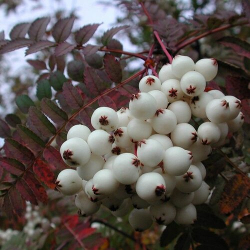   ʸ (Sorbus koehneana), 10  400