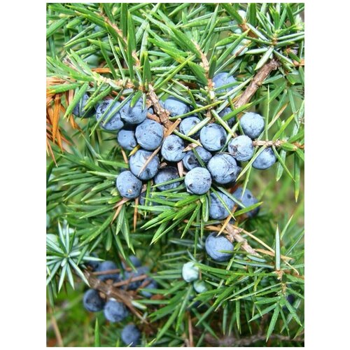    (Juniperus communis), 90  1050