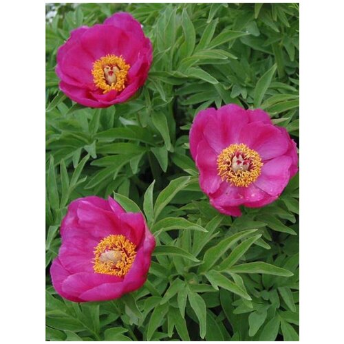    (Paeonia anomala), 15  1050