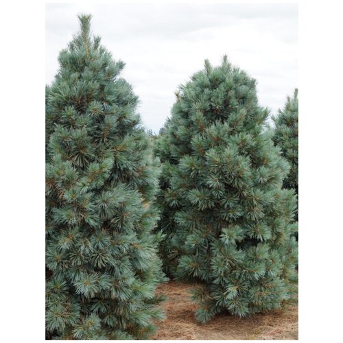    (Pinus koraiensis), 45  1350