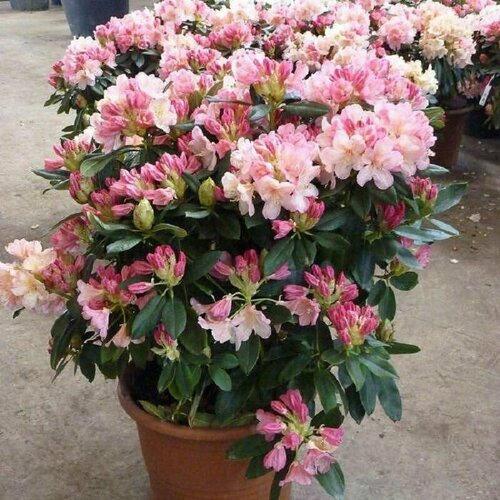 ,   (Rhododendron MAXIMUM),  459