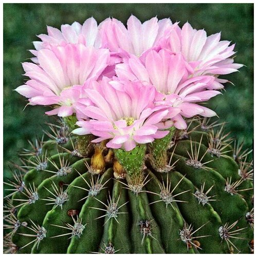     Acanthocalycium violaceum VG-302 10 . 350