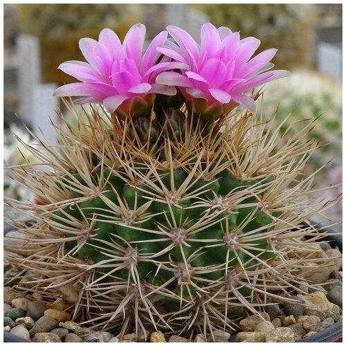     Gymnocalycium neuhuberi GN-77 10 . 350