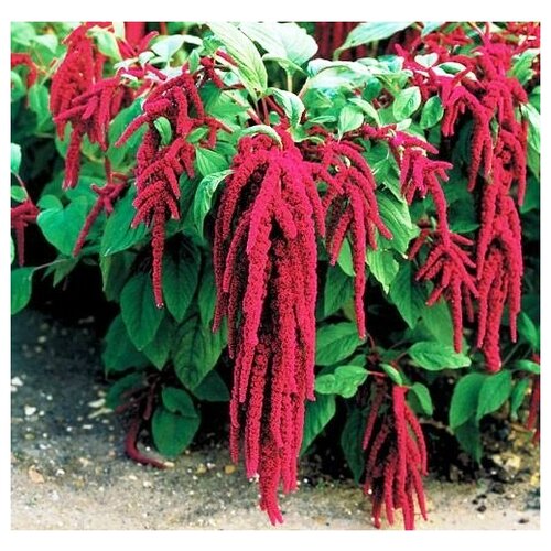   (. Amaranthus red)  250 306