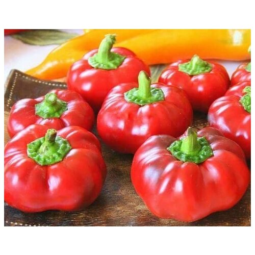   Topepo Rosso F1 (. Capsicum annuum Topepo Rosso)  5 368