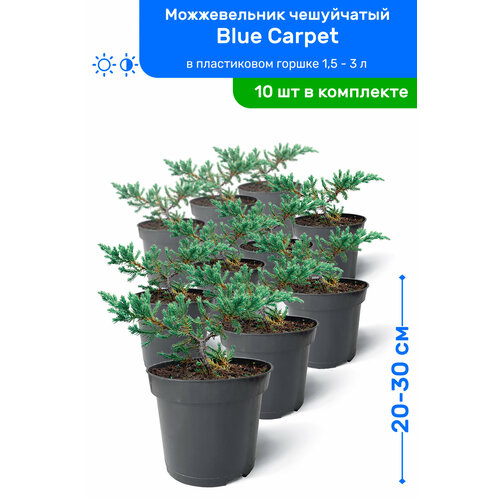   Blue Carpet ( ) 20-30     0,9-3 , ,   ,   10  9950