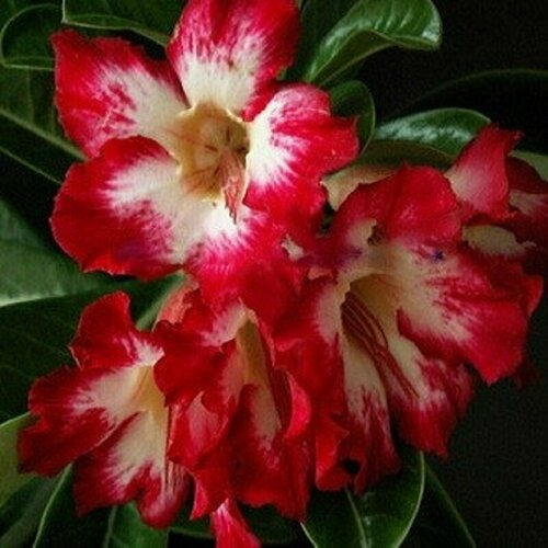 , Adenium Obesum Desert Rose FLORA, ,  394