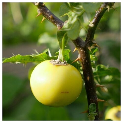   (. Solanum linnaeanum)  10 312