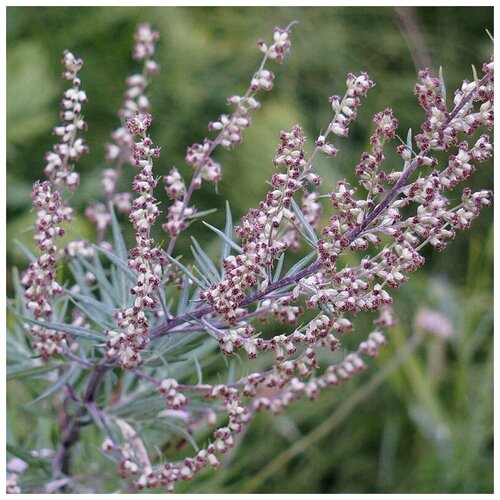   (. Artemisia absinthium)  250 370
