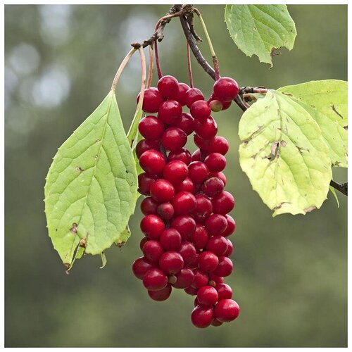   (. Schisandra)  20 386