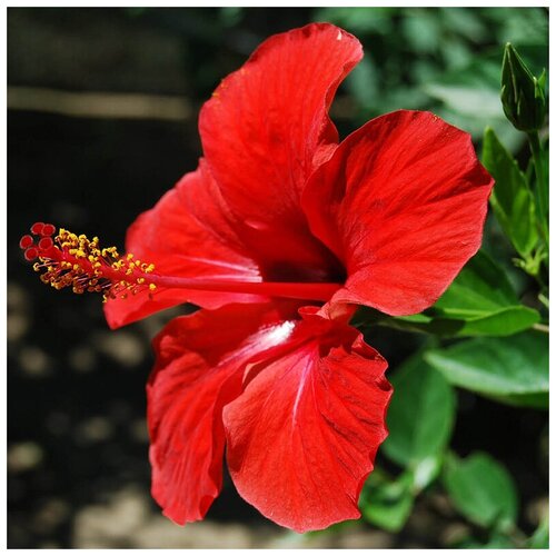    -   -  - (. Hibiscus rosa-sinensis) -   15 343