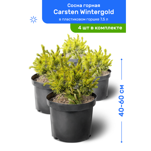   Carsten Wintergold ( ) 40-60     7,5 , ,   ,   4  33800