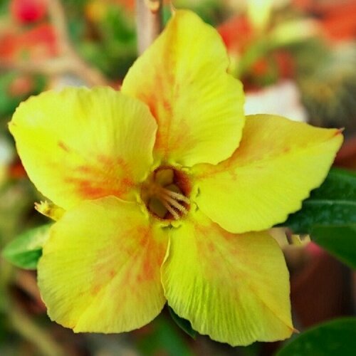 , Adenium Obesum Desert Rose KO-158, ,  394