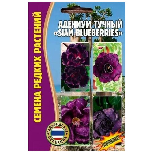   Siam blueberries 3 ()   480