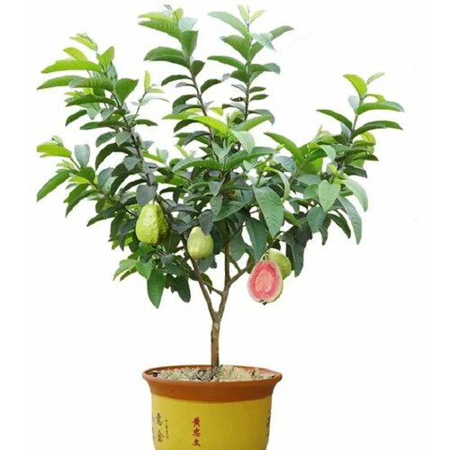  (Psidium GUAJAVA),  426