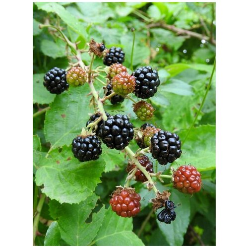    (Rubus vulgaris), 20  400