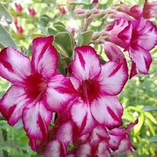 , Adenium Obesum Desert Rose HAPPY IN BLOOM, ,  394