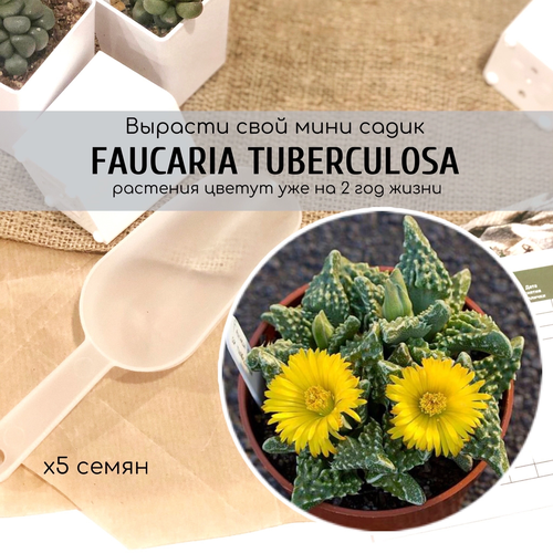  Faucaria Tuberculosa         340