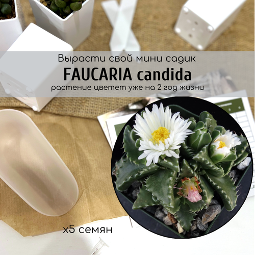   Faucaria candida (   ).       , ,    395 