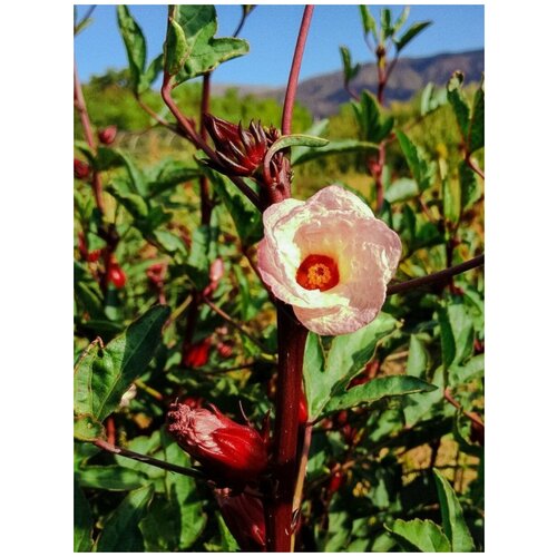    (Hibiscus sabdariffa), 5  400