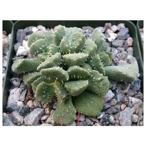  Aloinopsis setifera (Kliprand),  15 . 430