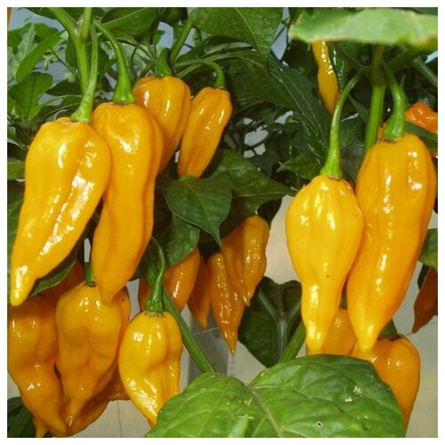   Ƹ (. Fatalii Yellow Pepper)  5 386