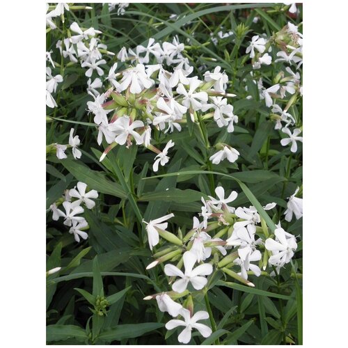     (Saponaria officinalis), 120 , ,    1050 