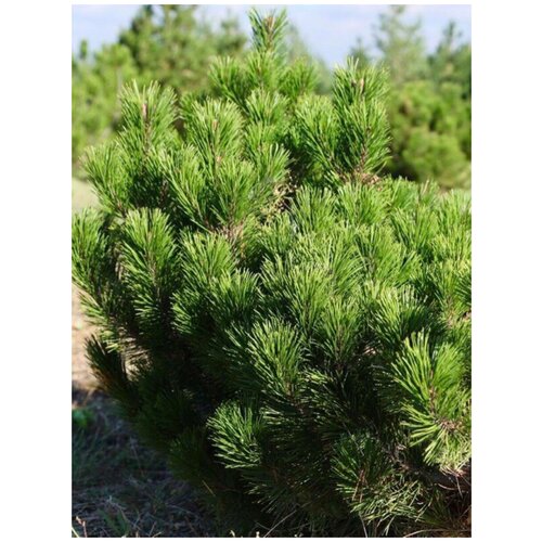     (Pinus mugo), 20  410