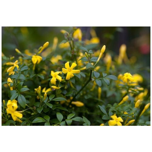   (. Jasminum fruticans)  25 410