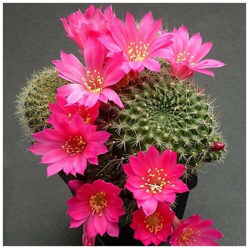     Rebutia violaciflora 10 . 350