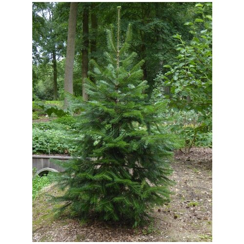   - (Abies pindrow), 10  420
