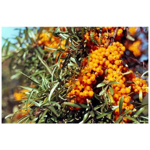   (. Hippophae rhamnoides)  75 303