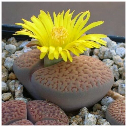     Lithops hookeri v. marginata C 154  10 . 350