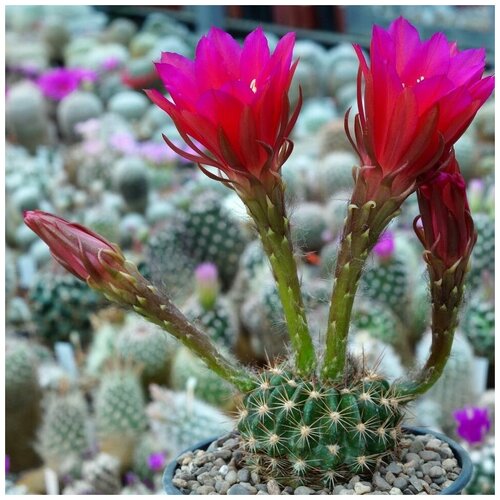     Echinopsis kermesina 10 . 350