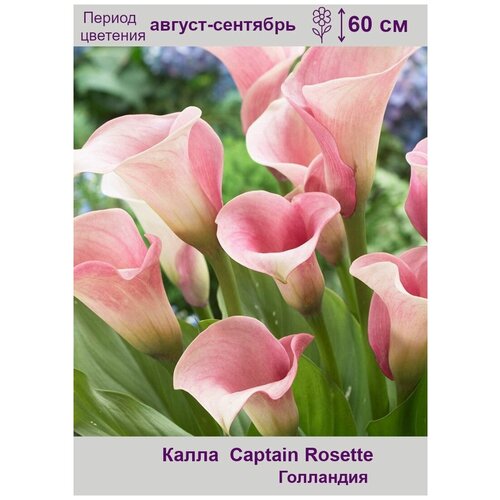    (Captain Rosette) 2  596