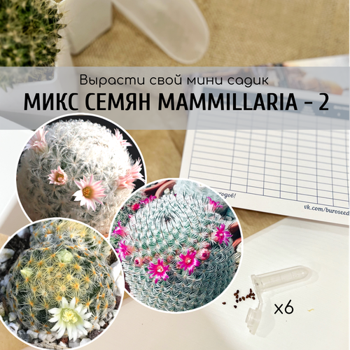          (Mammillaria schiedeana / plumosa / haageana ssp. elegans)     370