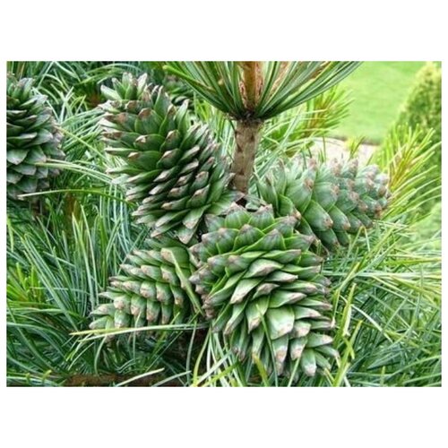   -   (. Pinus koraiensis)  20 339