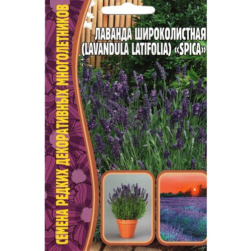   / Lavandula latifolia SPICA,  ( 1 : 30  ) 249