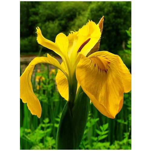     (Iris pseudacorus), 10  400