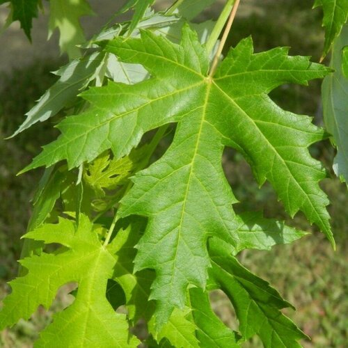    () / Acer saccharinum, 10  430