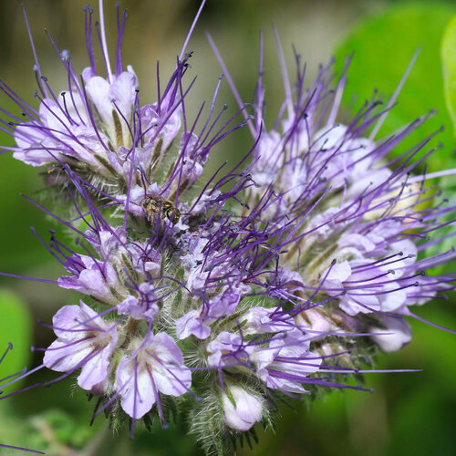   (. Mentha pulegium)  200 347