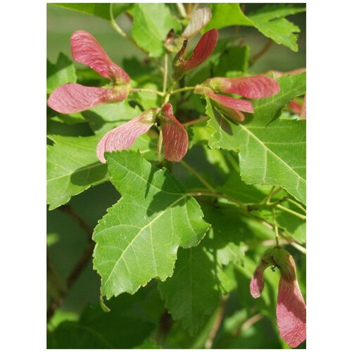    (Acer ginnala), 25  358