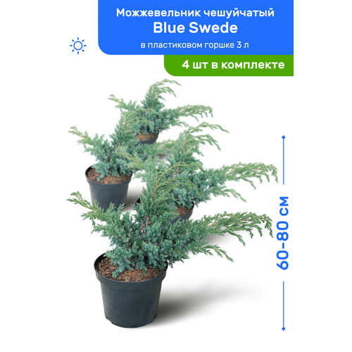   Blue Swede ( ) 60-80     3 , ,   ,   4  14600
